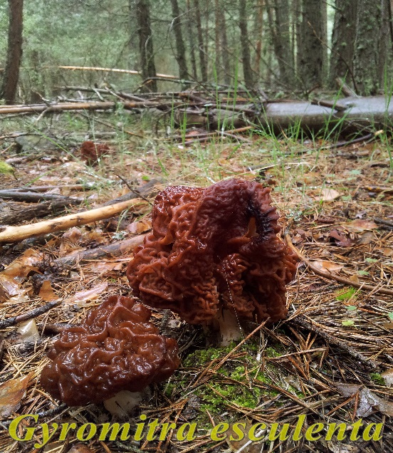 Gyromitra esculenta