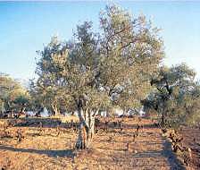 Productos tradicionales - Aceite de Oliva