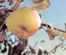 Productos Tradicionales - Manzanas