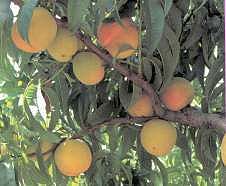 Productos Tradicionales - Melocotón del Alberche