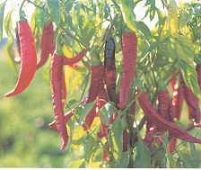 Producto Tradicional - Pimentón de Candeleda