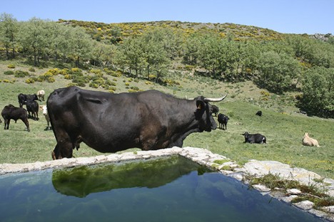 Fuentes del Adaja