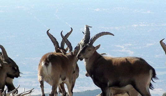 Cabras de Gredos Cabras